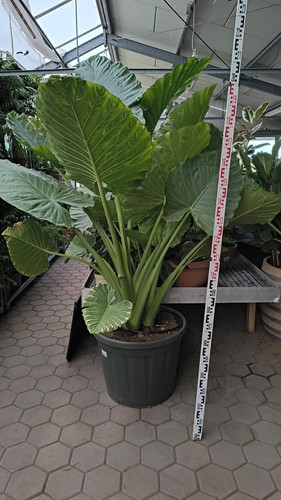 Alocasia macrorhiza 200cm